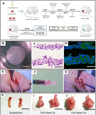 Efficient and Consistent Orthotopic Osteosarcoma Model by Cell Sheet Transplantation in the Nude Mice for Drug Testing